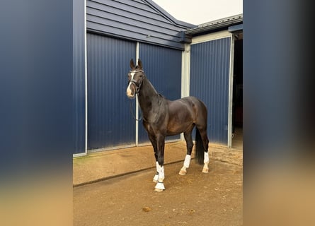 KWPN, Hengst, 11 Jaar, 165 cm, Donkerbruin