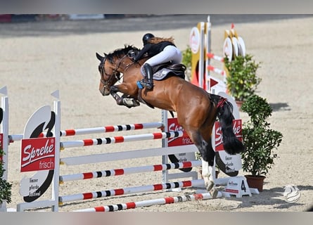 KWPN, Hengst, 14 Jahre, 163 cm, Brauner