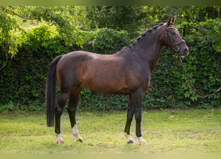 KWPN, Hengst, 15 Jahre, 167 cm, Rotbrauner