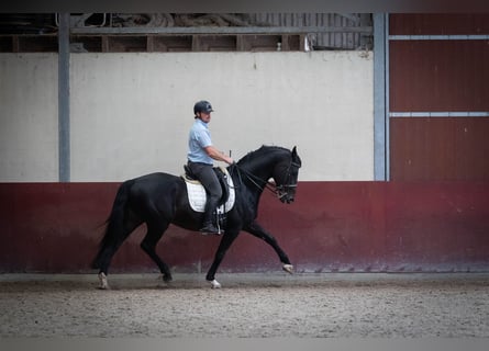 KWPN, Hengst, 16 Jaar, 170 cm, Donkerbruin