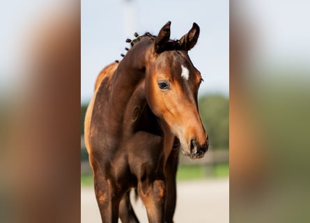 KWPN, Hengst, 1 Jaar, 140 cm, Zwartbruin