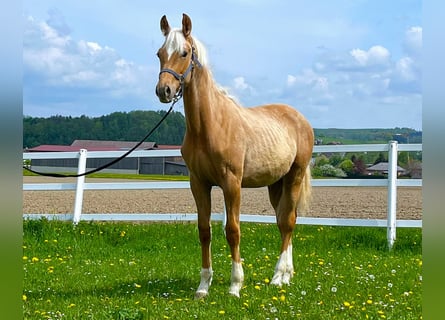 KWPN, Hengst, 1 Jaar, 165 cm, Palomino