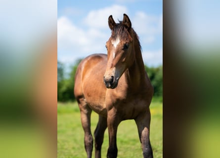 KWPN, Hengst, 1 Jaar, 168 cm, Bruin