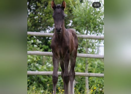 KWPN, Hengst, 1 Jaar, 168 cm, Zwart