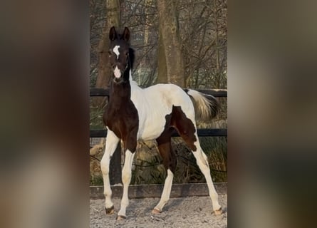 KWPN, Hengst, 1 Jaar, 170 cm, Gevlekt-paard