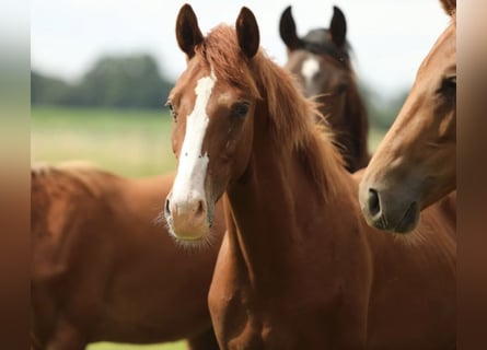 KWPN, Hengst, 1 Jaar, 170 cm, Roodvos