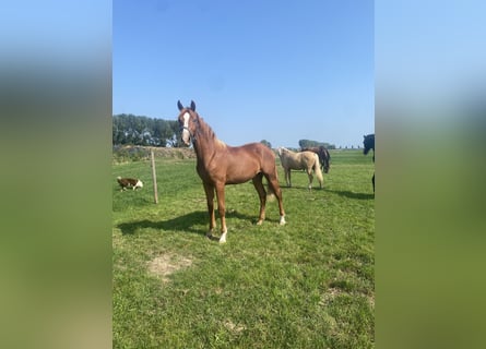 KWPN, Hengst, 1 Jaar, 172 cm