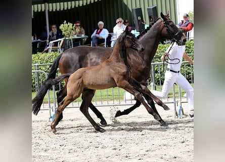 KWPN, Hengst, 1 Jaar, Zwart