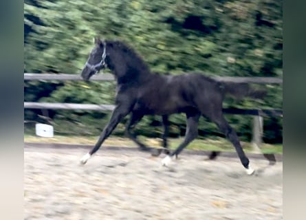 KWPN, Hengst, 1 Jaar, Zwart