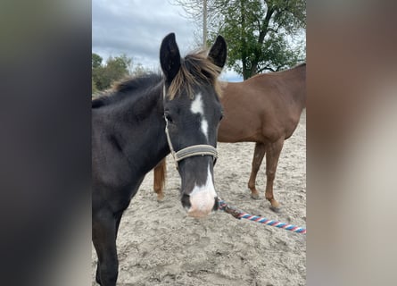 KWPN, Hengst, 1 Jaar, Zwartbruin