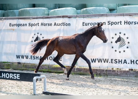 KWPN, Hengst, 1 Jahr, 155 cm, Dunkelbrauner