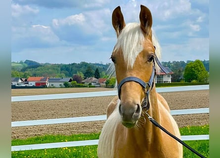 KWPN, Hengst, 1 Jahr, 165 cm, Palomino