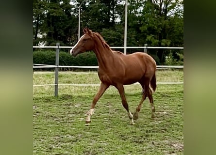 KWPN, Hengst, 1 Jahr, 167 cm, Fuchs