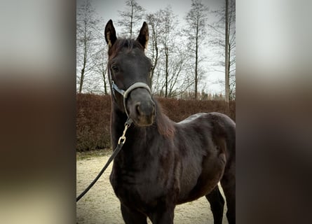 KWPN, Hengst, 1 Jahr, 168 cm, Rappe