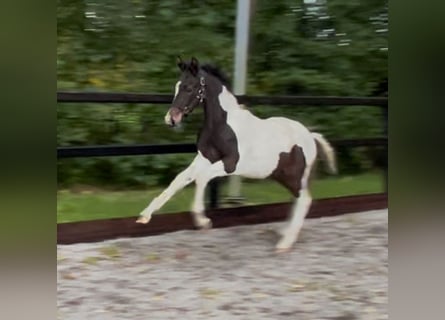 KWPN, Hengst, 1 Jahr, 170 cm, Schecke