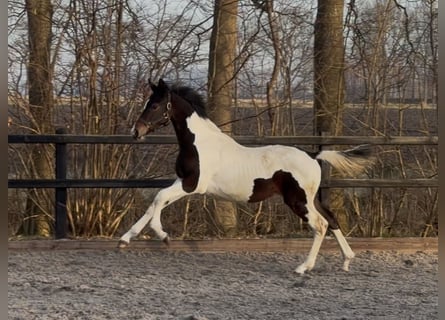 KWPN, Hengst, 1 Jahr, 170 cm, Schecke