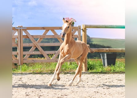 KWPN, Hengst, 1 Jahr, Falbe