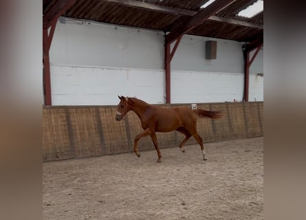 KWPN, Hengst, 1 Jahr, Fuchs