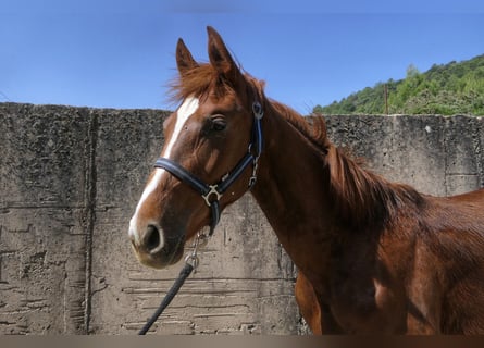 KWPN, Hengst, 1 Jahr, Fuchs