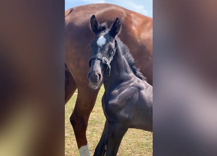 KWPN, Hengst, 1 Jahr, Rappe