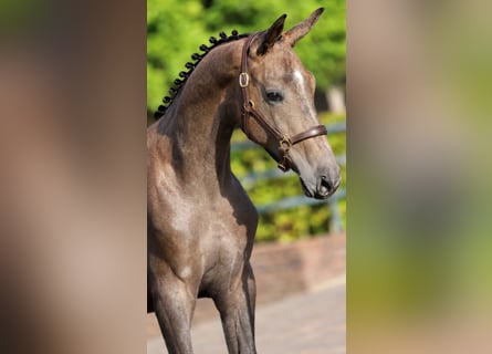 KWPN, Hengst, 1 Jahr, Schimmel