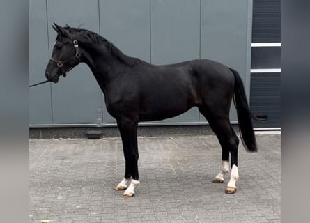 KWPN, Hengst, 2 Jaar, 160 cm, Zwart