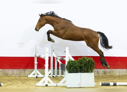 KWPN, Hengst, 2 Jaar, 161 cm