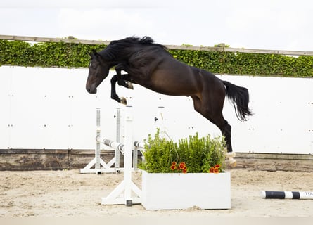 KWPN, Hengst, 2 Jaar, 163 cm, Bruin