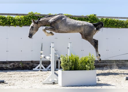KWPN, Hengst, 2 Jaar, 164 cm, Schimmel