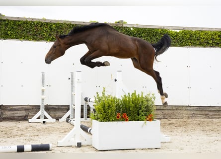 KWPN, Hengst, 2 Jaar, 165 cm, Bruin