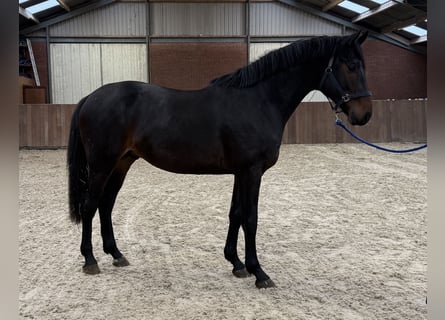 KWPN, Hengst, 2 Jaar, 166 cm, Donkerbruin