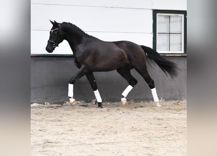 KWPN, Hengst, 2 Jaar, 166 cm, Zwart