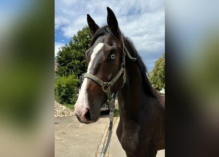 KWPN, Hengst, 2 Jaar, 167 cm, Donkerbruin