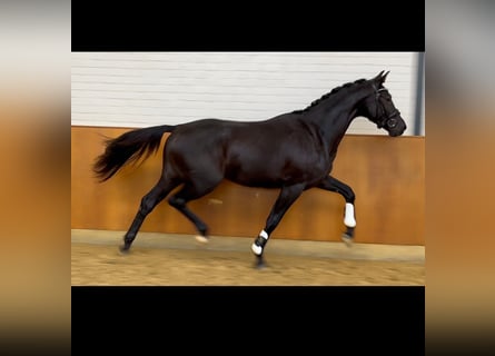 KWPN, Hengst, 2 Jaar, 167 cm, Zwartbruin