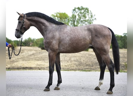 KWPN, Hengst, 2 Jaar, 168 cm, Brown Falb schimmel