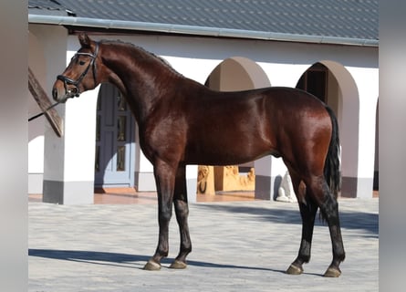 KWPN, Hengst, 2 Jaar, 168 cm, Bruin