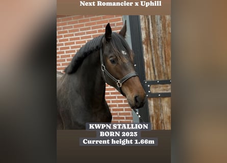 KWPN, Hengst, 2 Jaar, 168 cm, Donkerbruin