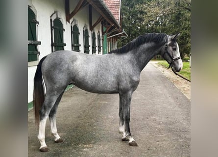 KWPN, Hengst, 2 Jaar, 168 cm, Falbe