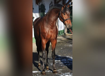 KWPN, Hengst, 2 Jaar, 169 cm, Bruin