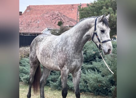 KWPN, Hengst, 2 Jaar, 170 cm, Appelschimmel
