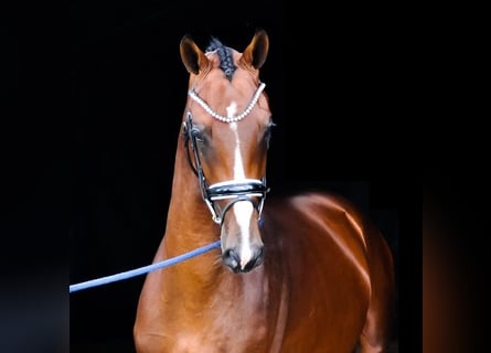 KWPN, Hengst, 2 Jaar, 170 cm, Brauner