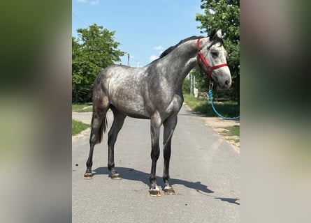 KWPN, Hengst, 2 Jaar, 170 cm, Schimmel