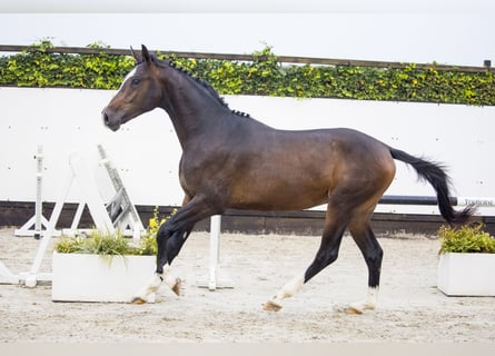 KWPN, Hengst, 2 Jaar, Brauner