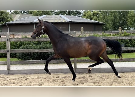 KWPN, Hengst, 2 Jaar, Bruin