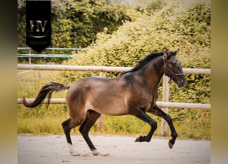 KWPN, Hengst, 2 Jaar, Grullo