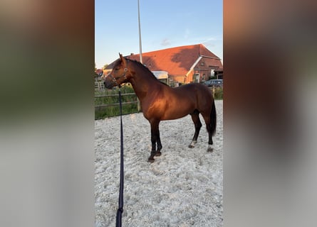KWPN Mix, Hengst, 2 Jahre, 153 cm, Brauner