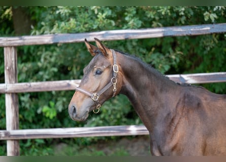 KWPN, Hengst, 2 Jahre, 158 cm, Dunkelbrauner