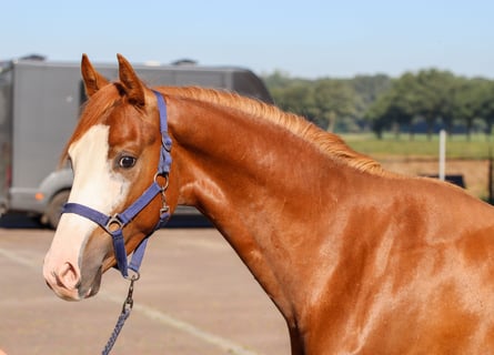 KWPN, Hengst, 2 Jahre, 158 cm, Fuchs