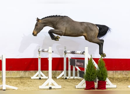 KWPN, Hengst, 2 Jahre, 160 cm, Brauner