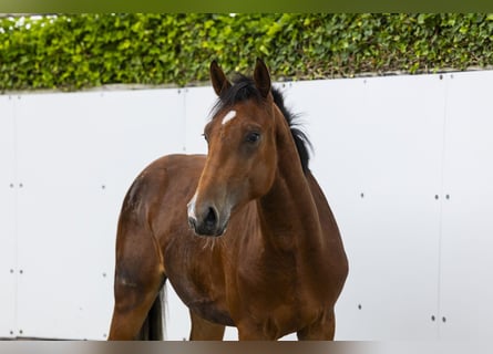 KWPN, Hengst, 2 Jahre, 161 cm, Brauner